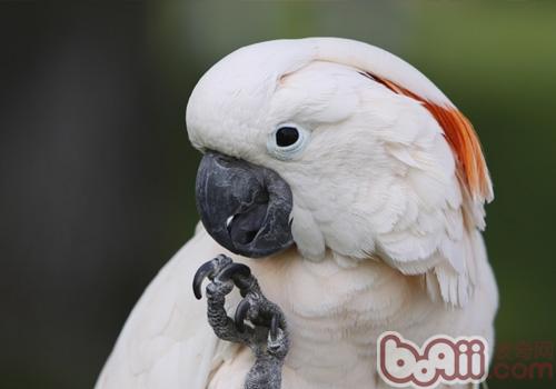 摩鹿加鳳頭鹦鹉