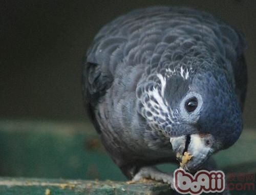 暗色鹦鹉