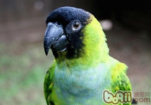 南達錐尾鹦鹉