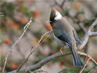白領鳳鹛