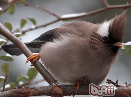 白領鳳鹛