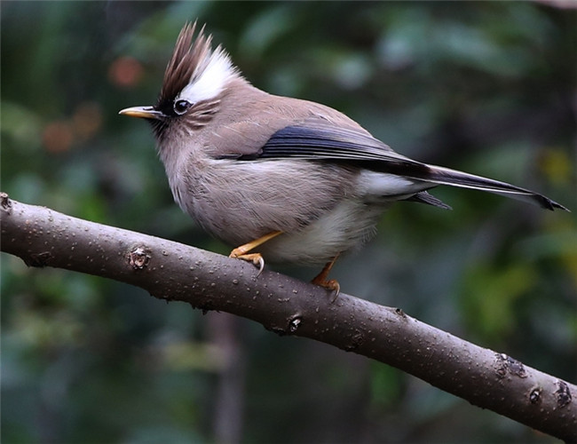 白領鳳鹛