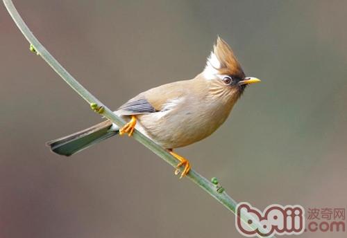 白領鳳鹛