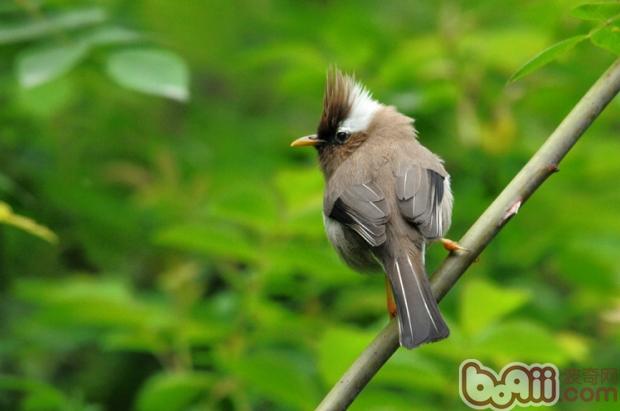 白領鳳鹛