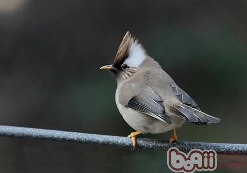 白領鳳鹛