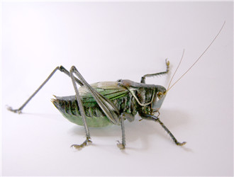 蝈蝈