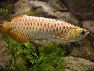 金龍魚