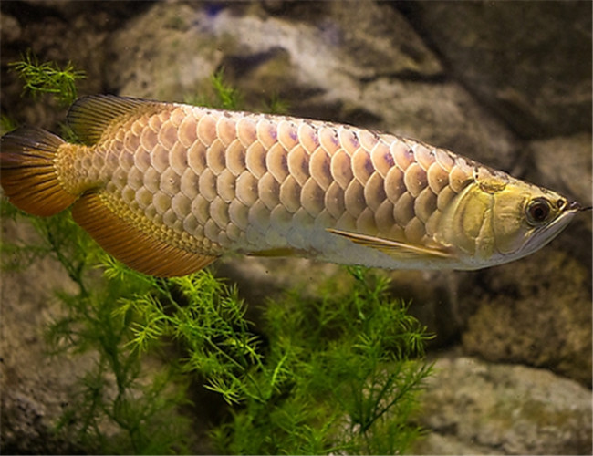 金龍魚