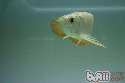 金龍魚