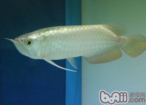 金龍魚