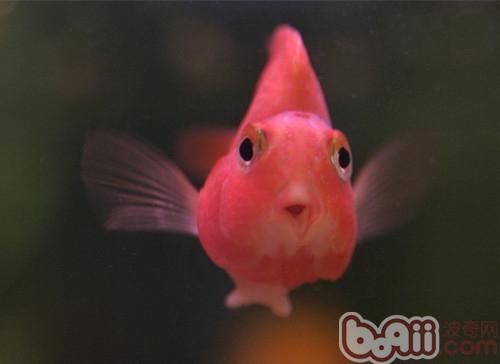 鹦鹉魚