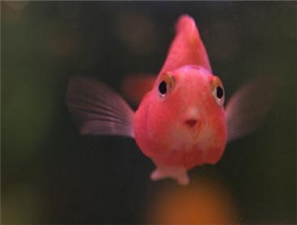 鹦鹉魚