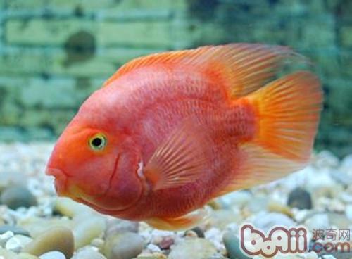 鹦鹉魚