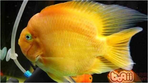 鹦鹉魚