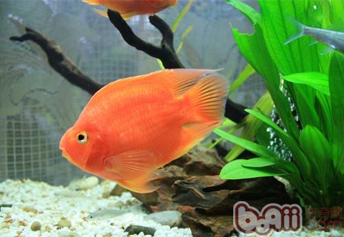 鹦鹉魚
