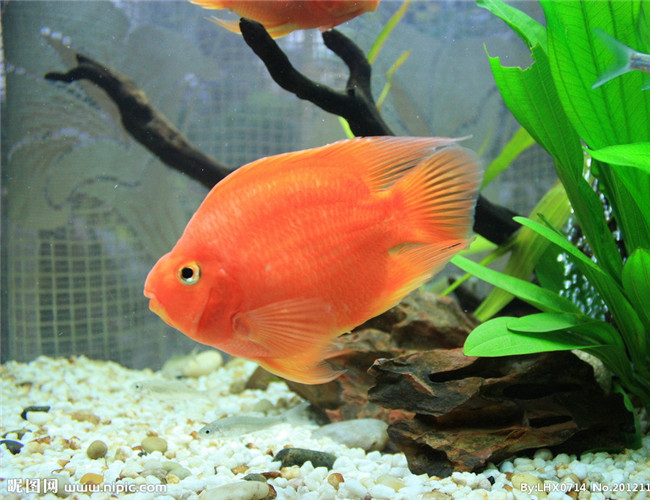 鹦鹉魚