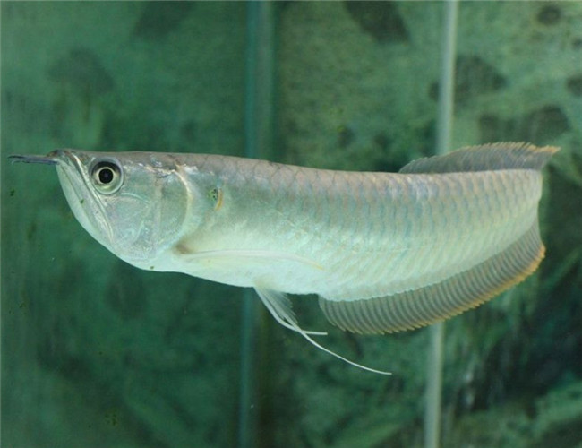 銀龍魚