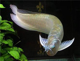 銀龍魚