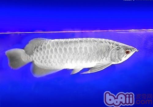 銀龍魚