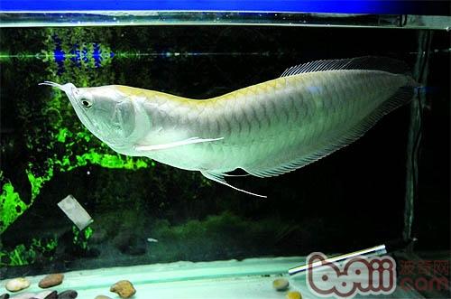 銀龍魚