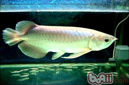 銀龍魚