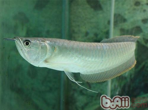 銀龍魚