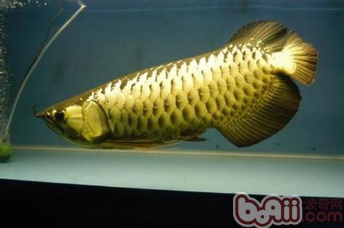 過背金龍