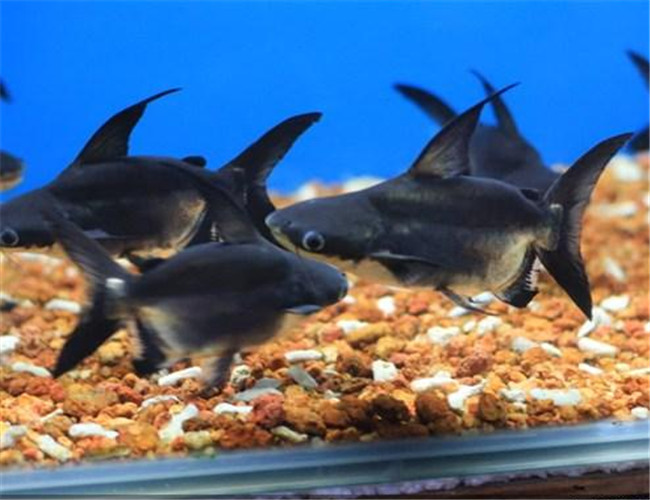 成吉思汗魚