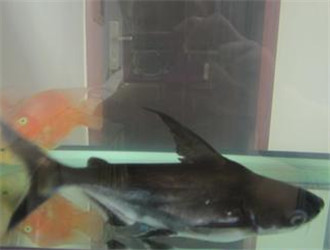 成吉思汗魚