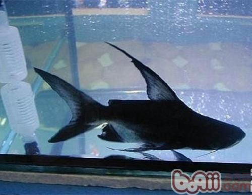 成吉思汗魚