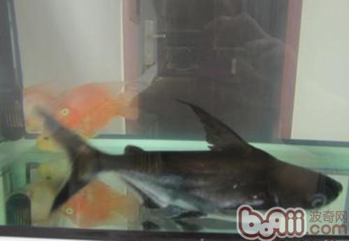 成吉思汗魚