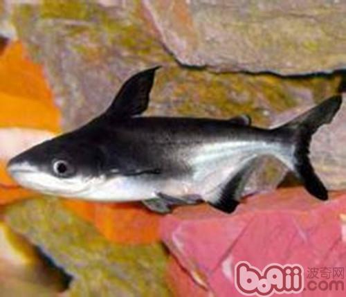 成吉思汗魚