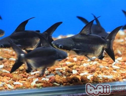 成吉思汗魚