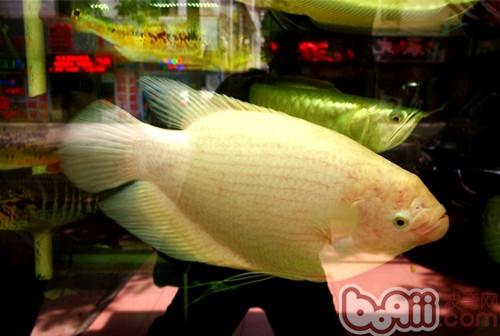 招財魚