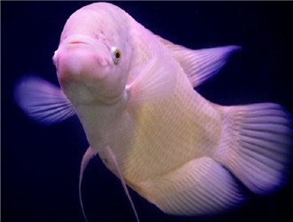 招財魚