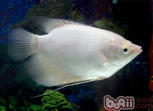 招財魚