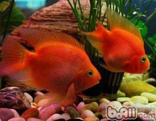 招財魚