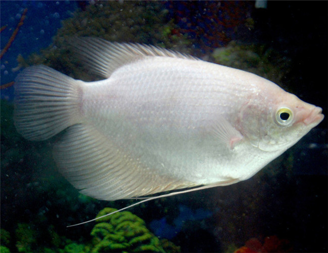 招財魚