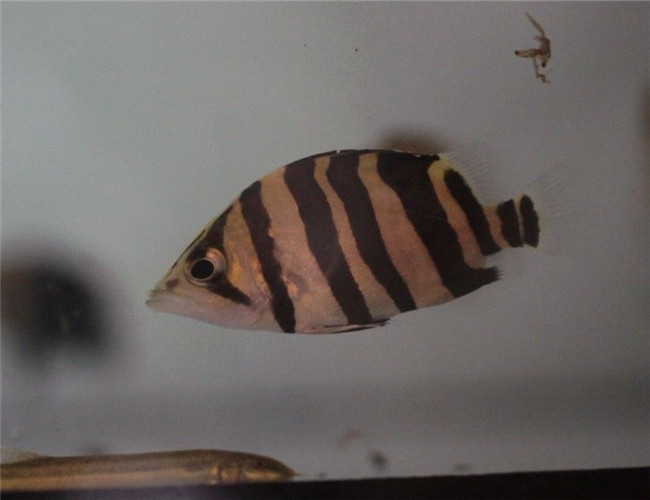 印尼虎魚