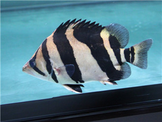 印尼虎魚