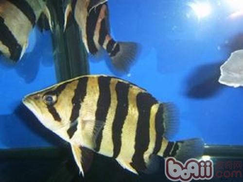 印尼虎魚