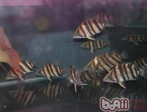 印尼虎魚