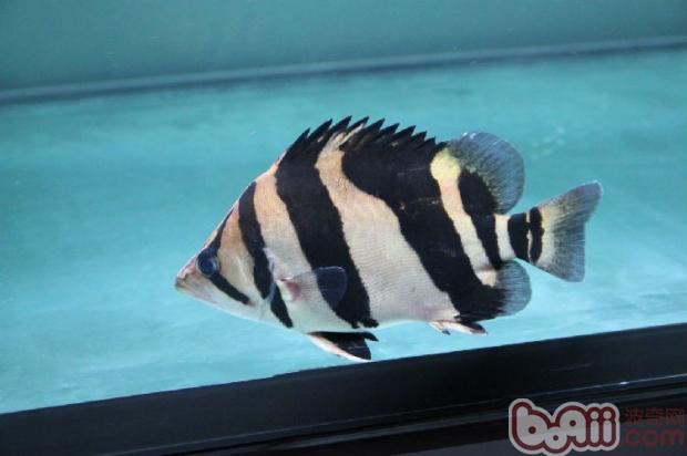 印尼虎魚