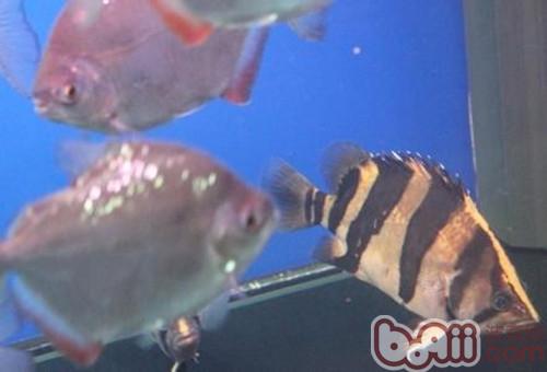 印尼虎魚