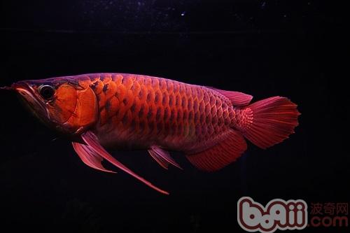 血紅龍
