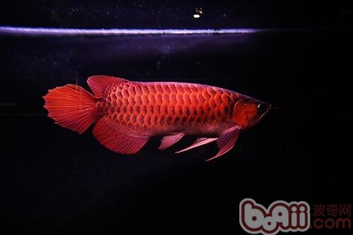 血紅龍