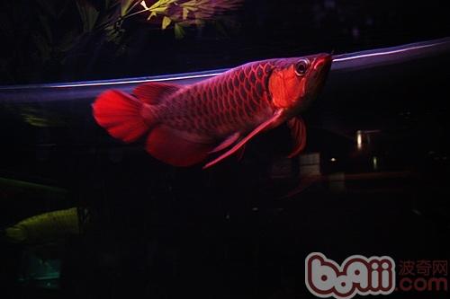 血紅龍
