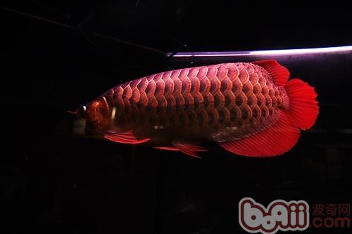 血紅龍