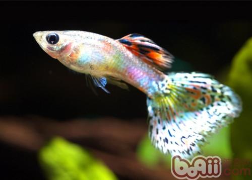 孔雀魚