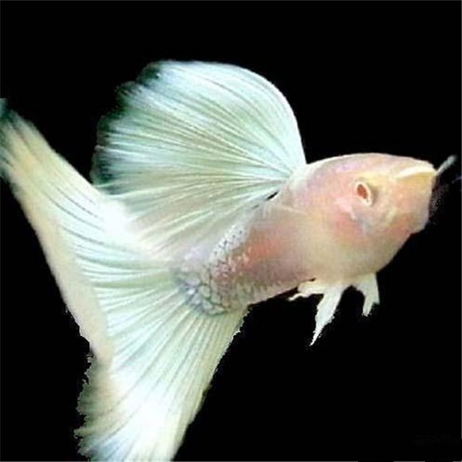 孔雀魚